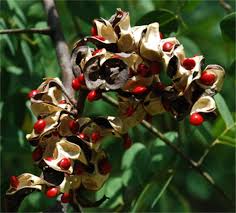 The Saga Tree ADENANTHERA PAVONINA Red Lucky Seeds Rare and Fresh Tropical
