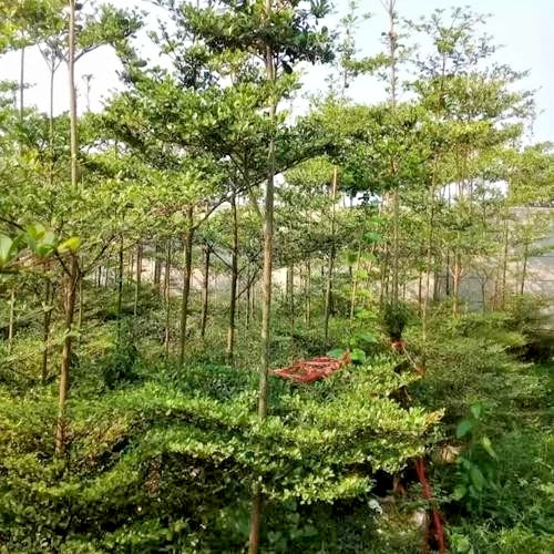 Golden Terminalia Seeds (Terminalia mantaly var. 'Variegata' / 50+ Fast-Growing Variegated Madagascar Almond Tree Seeds) – Premium Exotic Botanical Specimen Plant Seeds for Planting