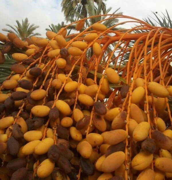 Thoory Date Palm Seeds (Phoenix dactylifera) – 35 Premium Algerian Sweet Dry Bread Date Seeds