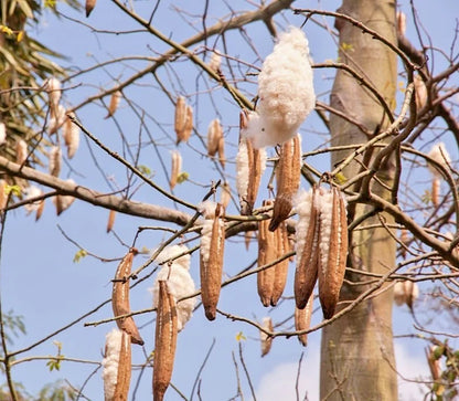 Kapok Randu Cotton Tree Seeds (Ceiba pentandra) – 1,000+ Premium Seeds for Planting