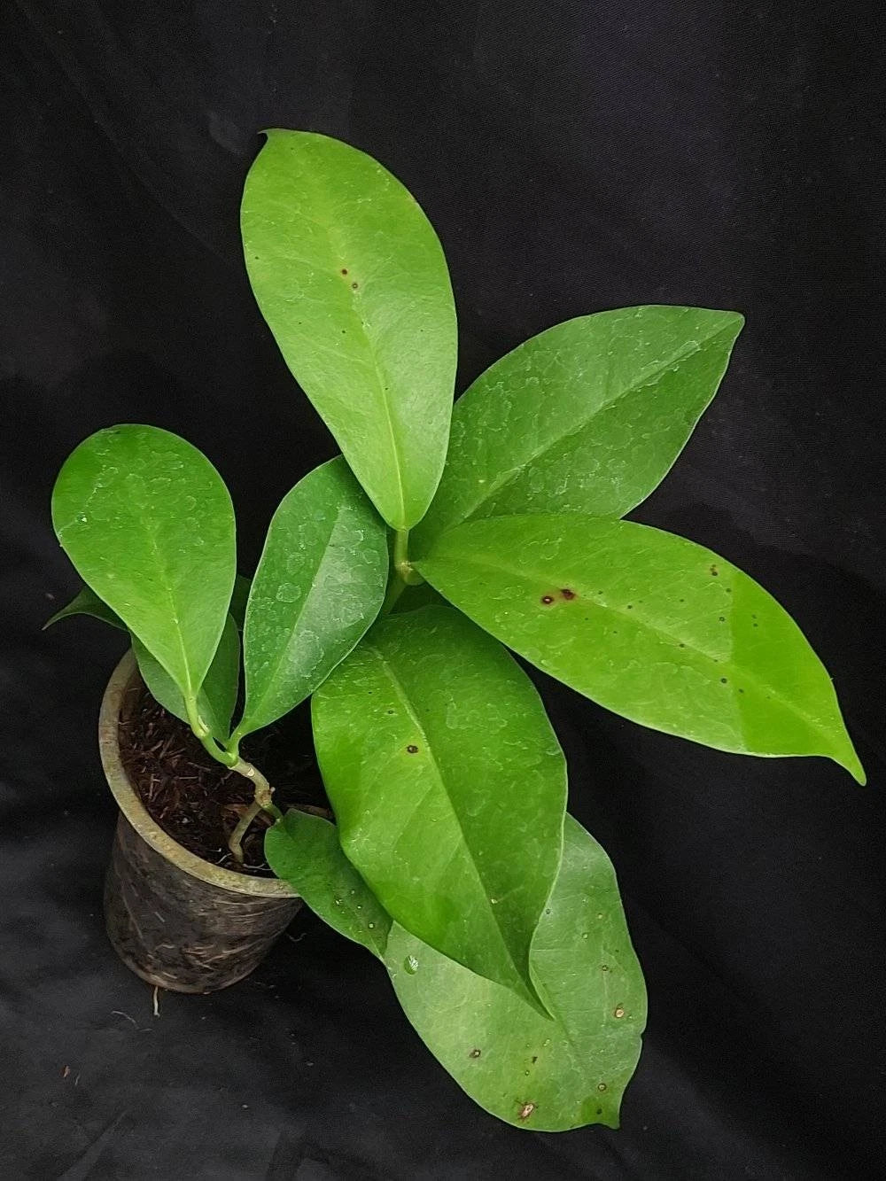 Hoya albiflora (sp. Papua) – Rare Tropical Wax Plant