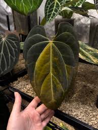 Anthurium Black Venom Variegated – Mature Original Ultra-Rare Dark Velvet Specimen (Real Picture Verified)