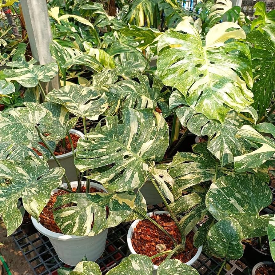 Monstera Green on Green Variegated Large Size | Real Plant Photo | Rare Tropical Indoor Houseplant