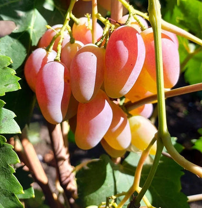 Dixon Grape Seeds (Vitis vinifera) – 100 Premium Giant Crisp Table Grape Seeds