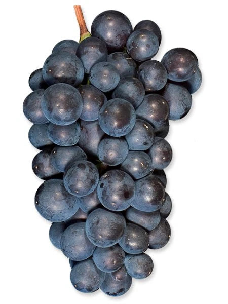 Pinot Noir Grape Seeds (Vitis vinifera) – Premium Certified Wine Grape Vine Plant Seeds for Planting