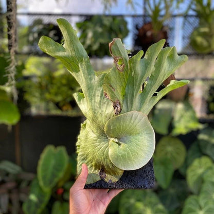 Platycerium wandae - Majestic & Rare Giant Staghorn Fern