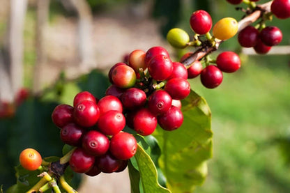Hybrida Timor Coffee Seeds (Coffea arabica x Coffea canephora / Timor Hybrid) – Premium Disease-Resistant Specialty Coffee Plant Seeds for Planting