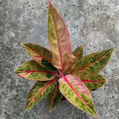 Aglaonema 'Petita' - Charming & Compact Tropical Houseplant