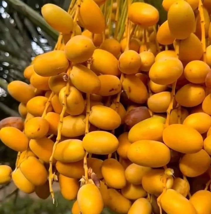 Deglet Noor Date Palm Seeds (Phoenix dactylifera) – 35+ Premium Algerian-Heirloom Honey-Sweet Royal Queen of Dates Seeds