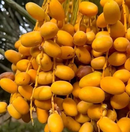 Deglet Noor Date Palm Seeds (Phoenix dactylifera) – 35+ Premium Algerian-Heirloom Honey-Sweet Royal Queen of Dates Seeds