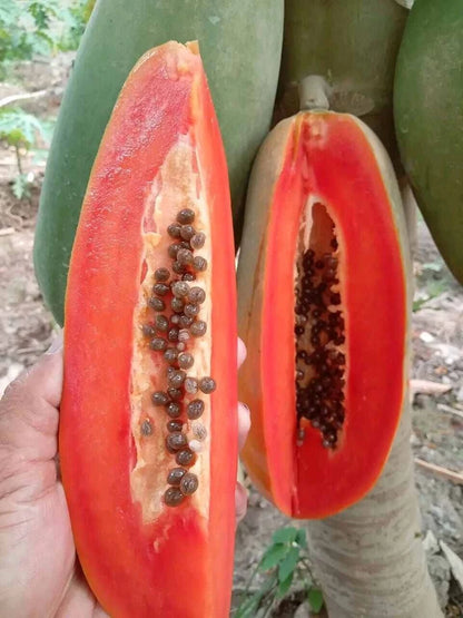 Red Arjuna Papaya Seeds (Carica papaya 'Red Arjuna') – 150 pcs Premium Fresh Rare F1 Hybrid Sweet Red Papaya Seeds