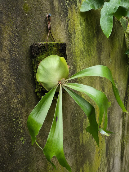 Rare Platycerium Maserati Live Plant - Exotic Mounted Staghorn Fern