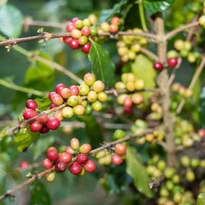 Costa Rica 95 (CR95) Coffee Seeds (Coffea arabica) – 120+ Premium Disease-Resistant Specialty Arabica Seeds for Planting