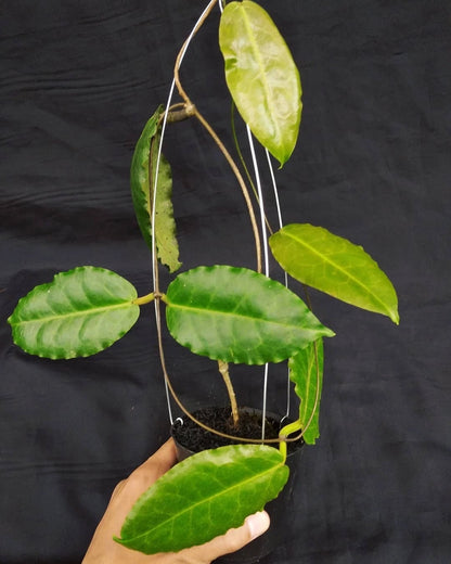 Hoya versteegii (Papua Selection) – Rare Tropical Wax Plant Live Epiphytic Vine for Indoor Collectors