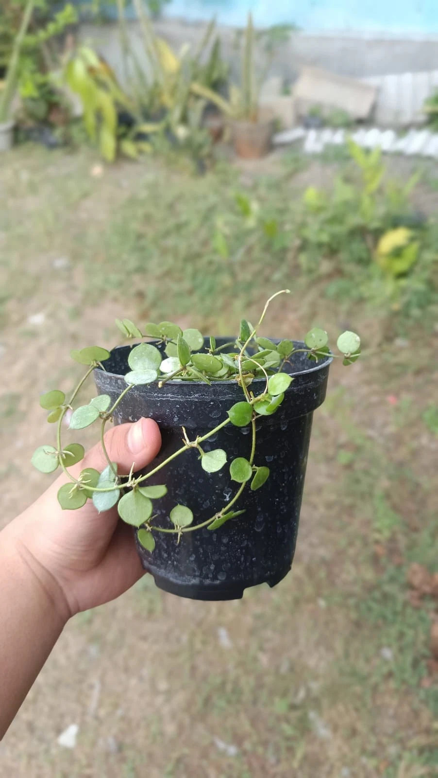 Rare Hoya Peltata Mini Coin Sp. Borneo - Premium Real Picture Exotic Tropical Wax Plant