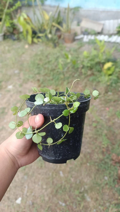 Rare Hoya Peltata Mini Coin Sp. Borneo - Premium Real Picture Exotic Tropical Wax Plant