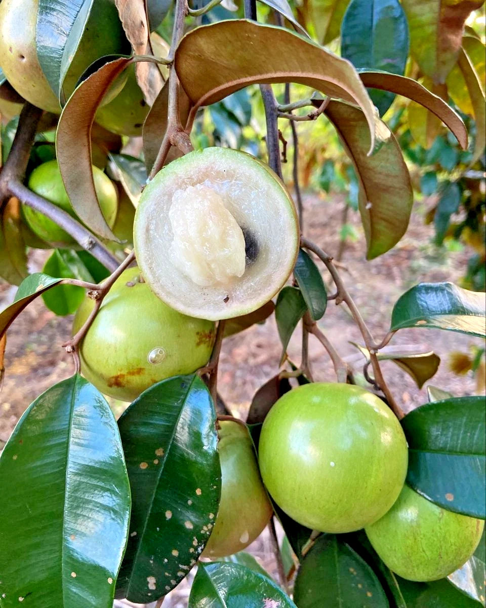 500+ Green Star Apple Seeds (Chrysophyllum cainito) | Caimito Tropical Fruit Tree | Rare Exotic Fruit Seeds