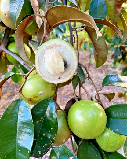 500+ Green Star Apple Seeds (Chrysophyllum cainito) | Caimito Tropical Fruit Tree | Rare Exotic Fruit Seeds
