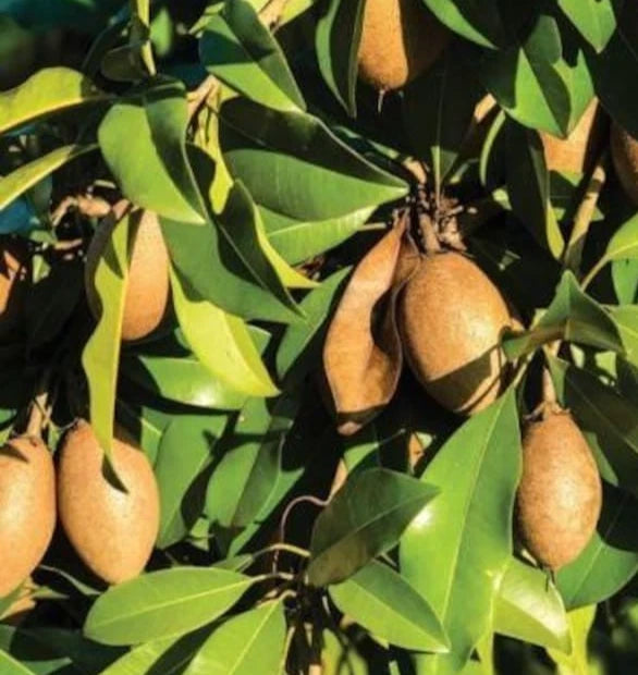 Alano Sapodilla Seeds (Manilkara zapota) – 35+ Premium Chikoo Seeds
