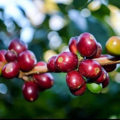 Geisha Ethiopian Coffee Seeds (Coffea arabica) – 120+ Premium Gesha Coffee Seeds for Planting