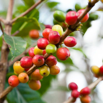 Batian Coffee Seeds (120+ Bulk Seeds, Coffea arabica var. Batian) – Premium Kenyan Disease-Resistant Specialty Coffee Plant Seeds for Planting