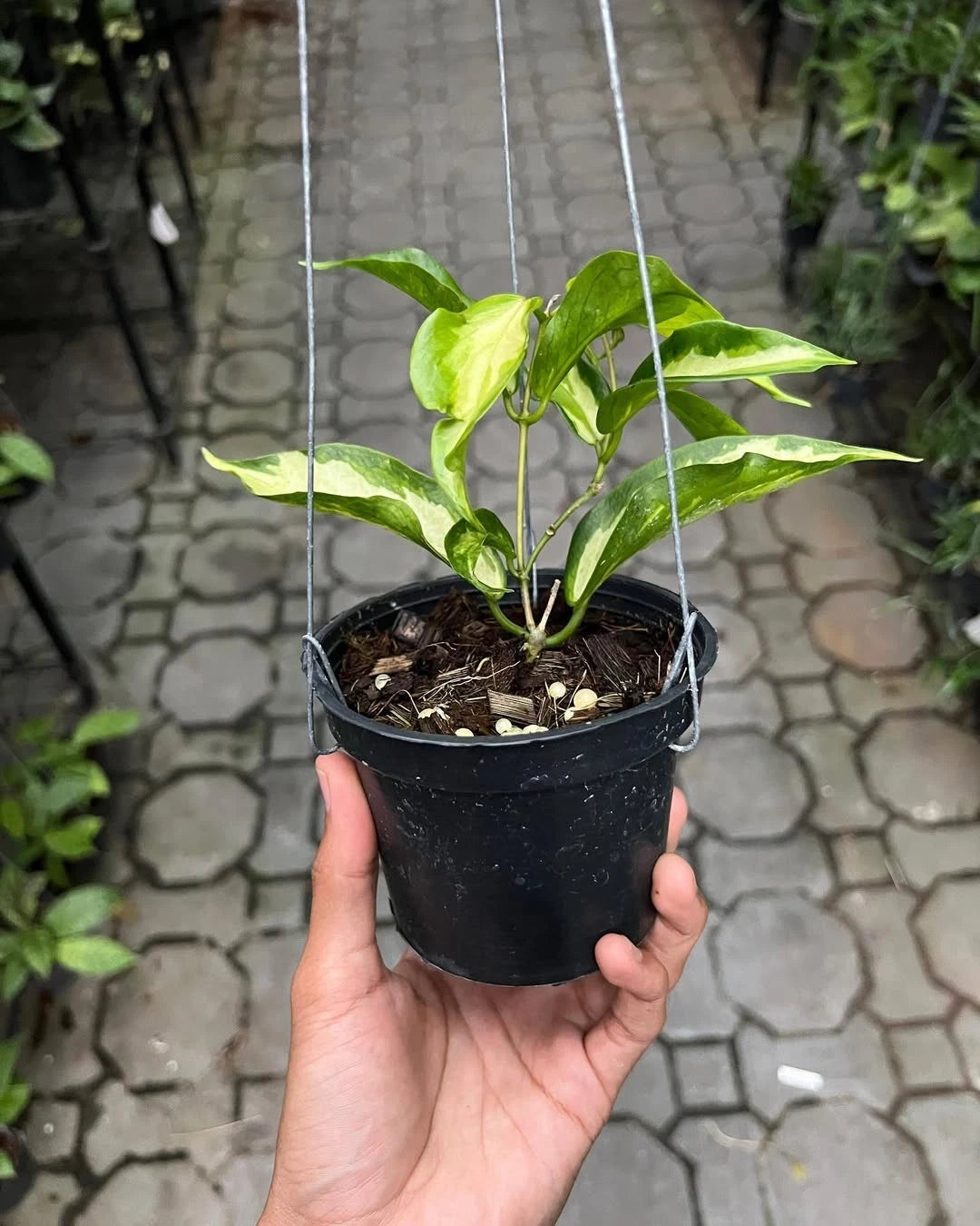Hoya Kenejiana Albo Variegated - Rare Tropical Wax Plant