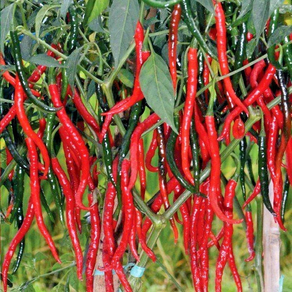 250+ Chili Pepper Seeds (Capsicum sp.) – Bundling 5 Cultivar Garden Package Certified Heirloom Vegetable Seeds for Planting