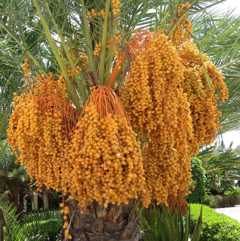Shishi Date Palm Seeds (Phoenix dactylifera) – 35+ Premium Sweet Date Seeds