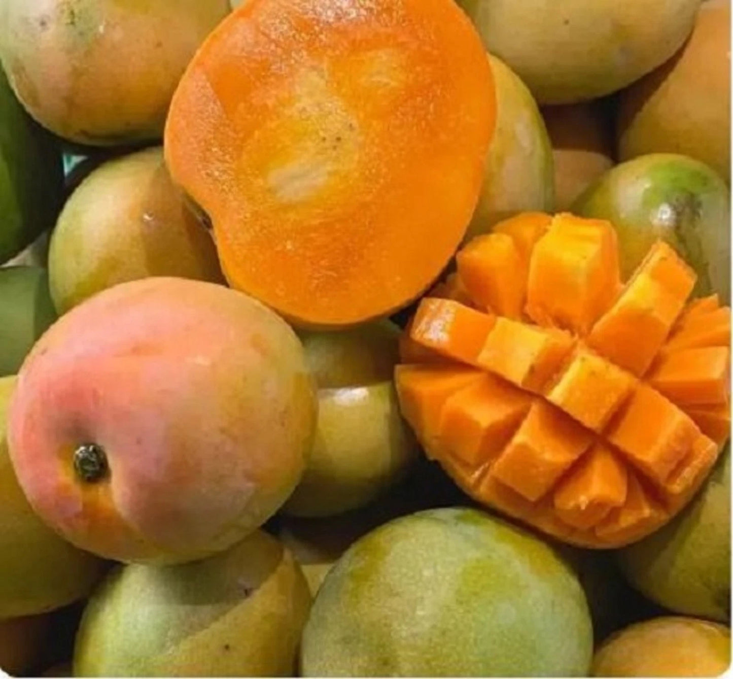Premium Grafted Gedong Gincu Mango Tree - Sweet Tropical Mango Fast Fruiting Plant