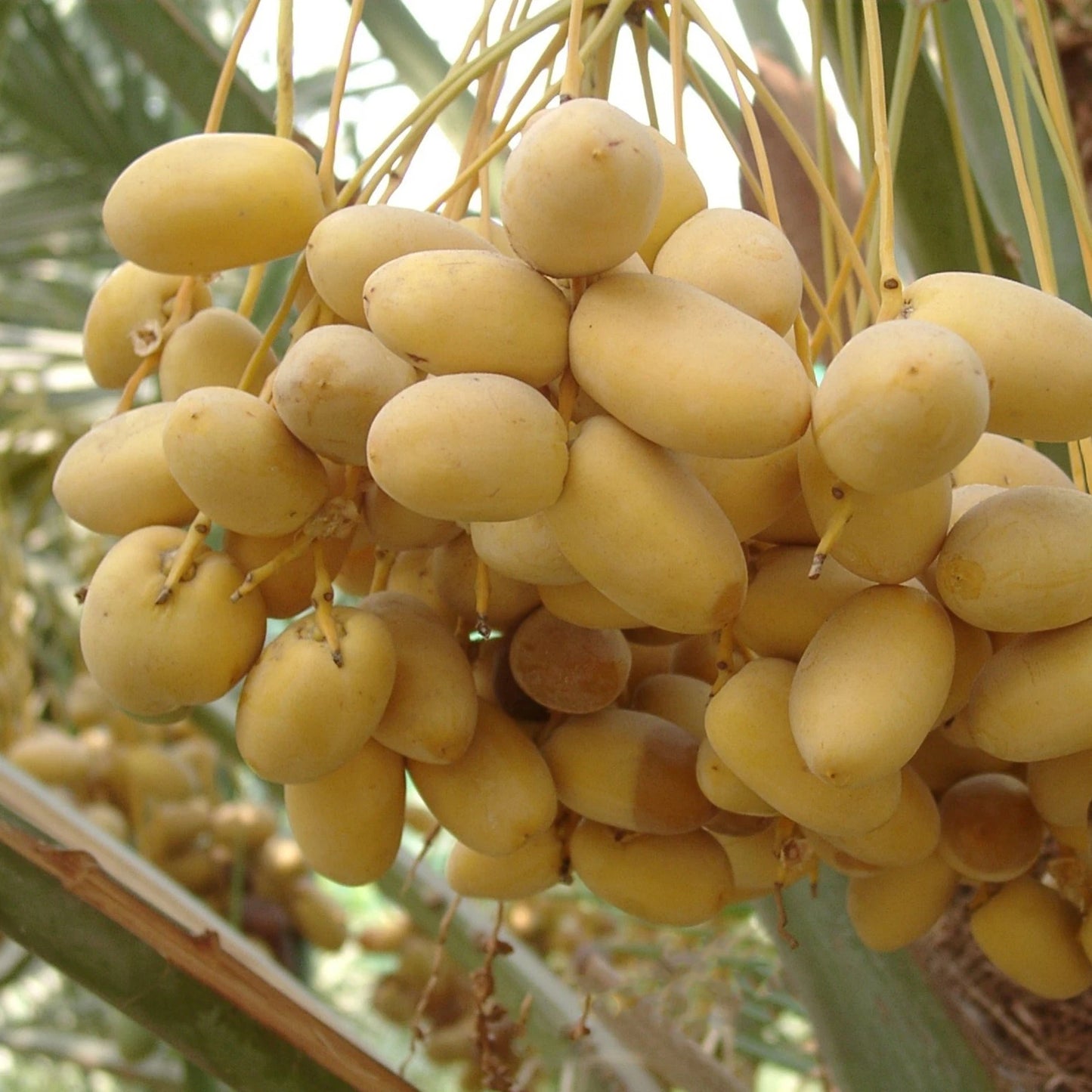 Khalas Dates Palm Seeds (Phoenix dactylifera var. Khalas) – Premium Sweet Desert Date Fruit Tree Seeds for Planting (35 Pcs)