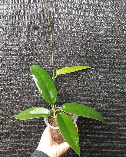 Hoya archboldiana Pink (Papua) – Rare Tropical Wax Vine