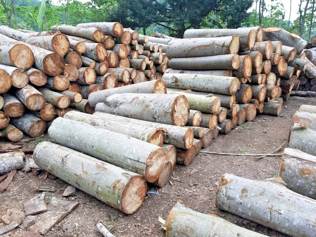 100+ Balsa Wood Tree Seeds (Ochroma pyramidale) - Fast Growing Premium Lightweight Timber Seeds