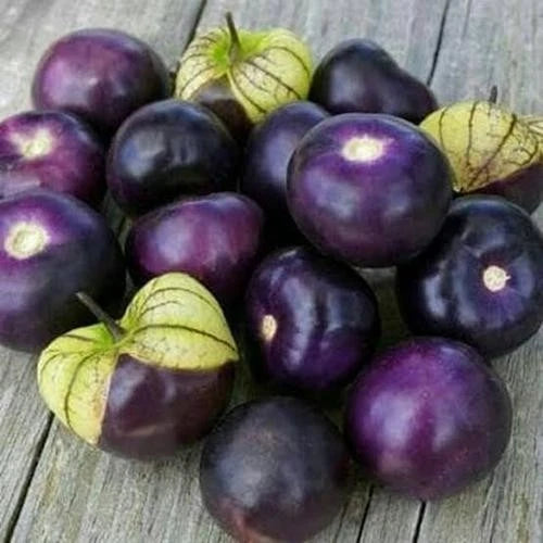 Bulk Purple Groundcherry Ciplukan Seeds (Physalis ixocarpa var. purple) – 250+ Premium Fresh Rare Exotic Sweet Purple Tomatillo Seeds for Planting