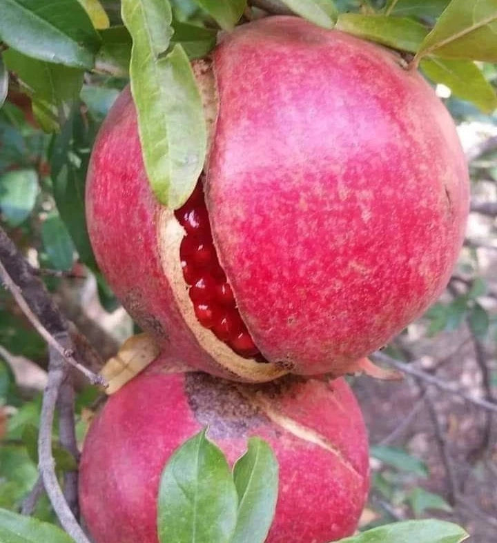 Shisheh Pomegranate Seeds | Punica Granatum | Sweet Red Fruit Tree | For Planting