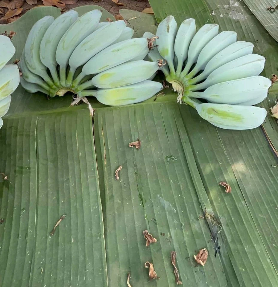 20+ Blue Java Banana Seeds (Musa acuminata × balbisiana) | Ice Cream Banana | Exotic Tropical Fruit Plant