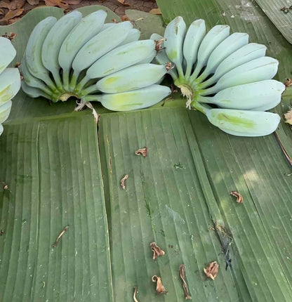 20+ Blue Java Banana Seeds (Musa acuminata × balbisiana) | Ice Cream Banana | Exotic Tropical Fruit Plant