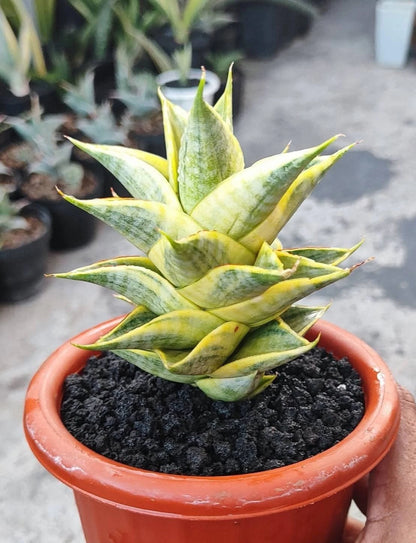 Sansevieria Sindoro Variegated - Rare Tropical Snake Plant