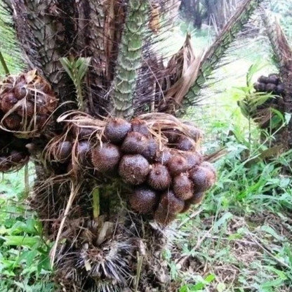 Premium Snake Fruit Seeds (5 pcs) - Authentic Tropical Salak Zalacca (Salacca edulis) Palm Seeds