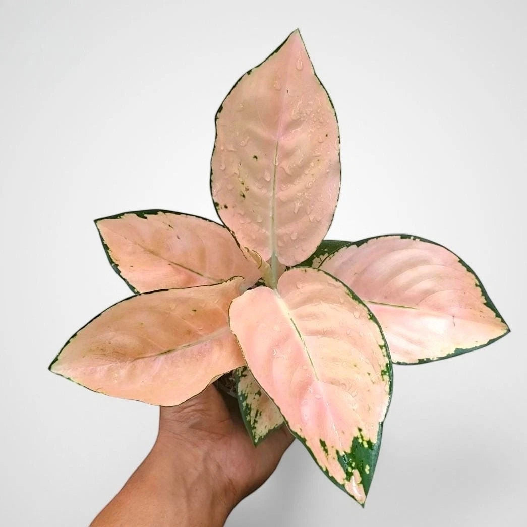 Aglaonema 'Peach Suksom' - Vibrant & Bold Tropical Houseplant