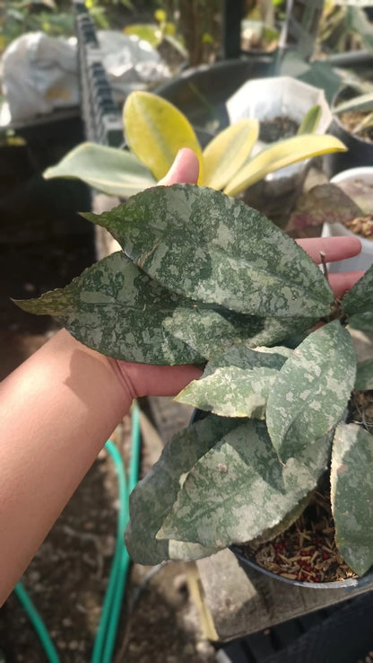 Hoya Undulata 'Green Army' – Rare Exotic Tropical Wax Plant Live Cutting / Rooted Specimen for Growing
