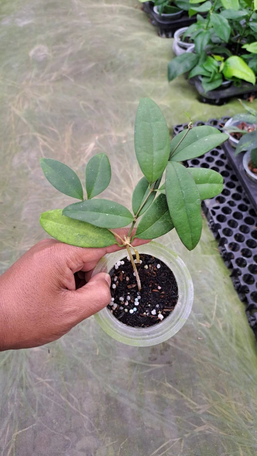 Hoya Danumensis Ssp. Amarii Seeds (Hoya danumensis subsp. amarii / Rare Tropical Wax Plant Seeds) – Premium Exotic Botanical Specimen Plant Seeds for Planting