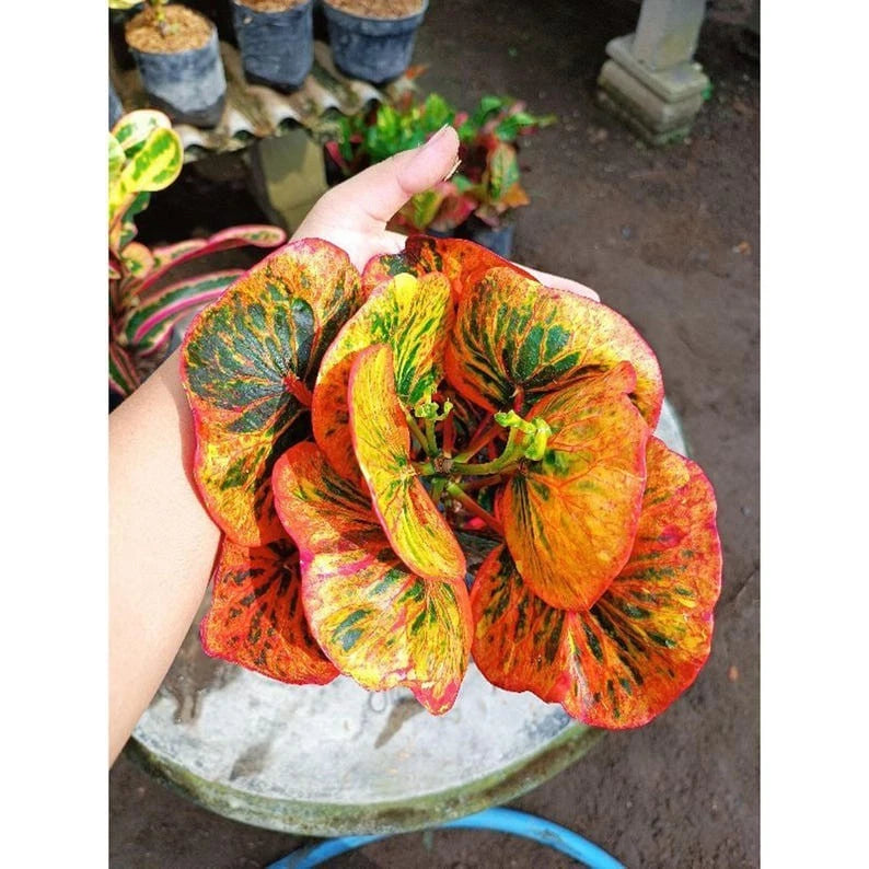 Rare Croton ‘Apple Tiwuk Orange’ | Codiaeum Variegatum | Exotic Tropical Plant | Bright Orange Foliage