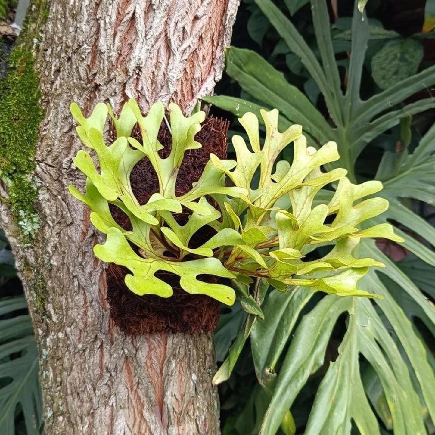 Platycerium ridleyi - Rare Tropical Staghorn Fern Epiphyte