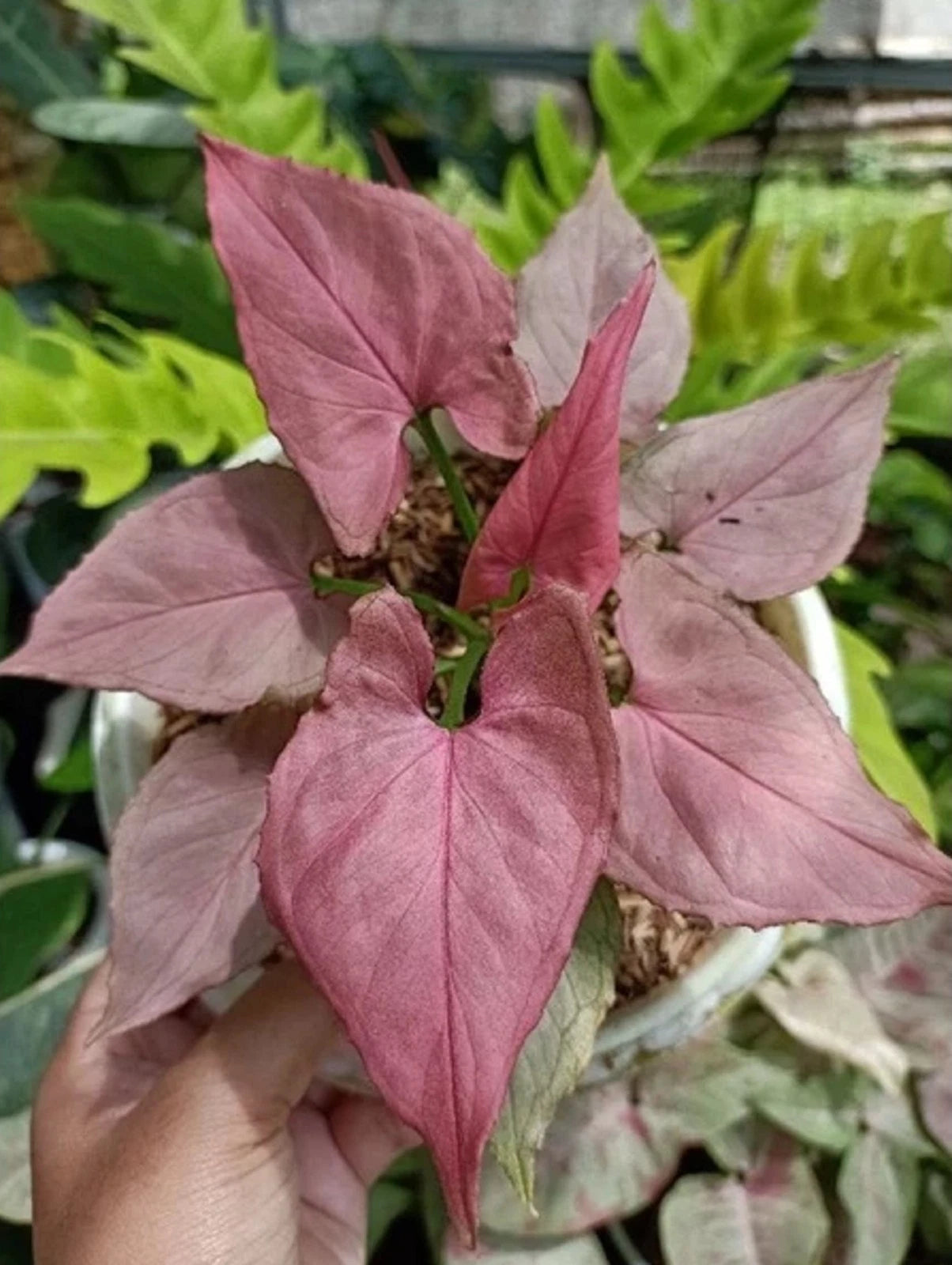 Syngonium 'Pink Perfection' Variegated – Rare Aroid Collector’s Specimen