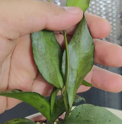 Hoya Lacunosa ‘Green Flame’ | Rare Tropical Wax Plant | Collector Hoya | Indoor Outdoor Houseplant