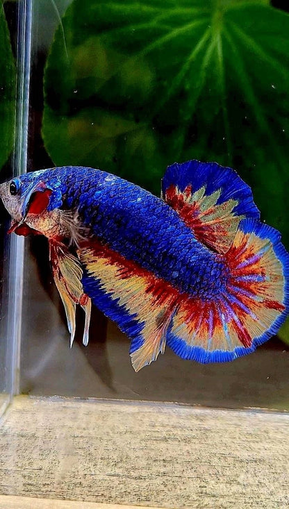 Rare Plakat Blue Vanda Fire - Premium Import Betta from Indonesia