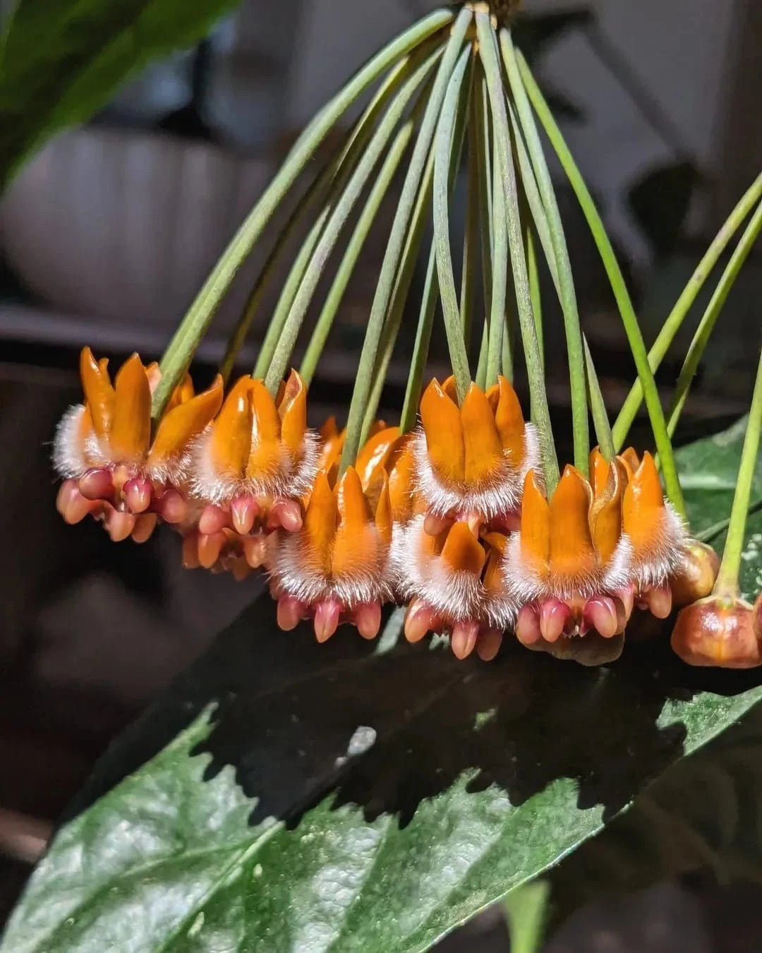 Hoya praetorii – Rare Exotic Tropical Wax Vine