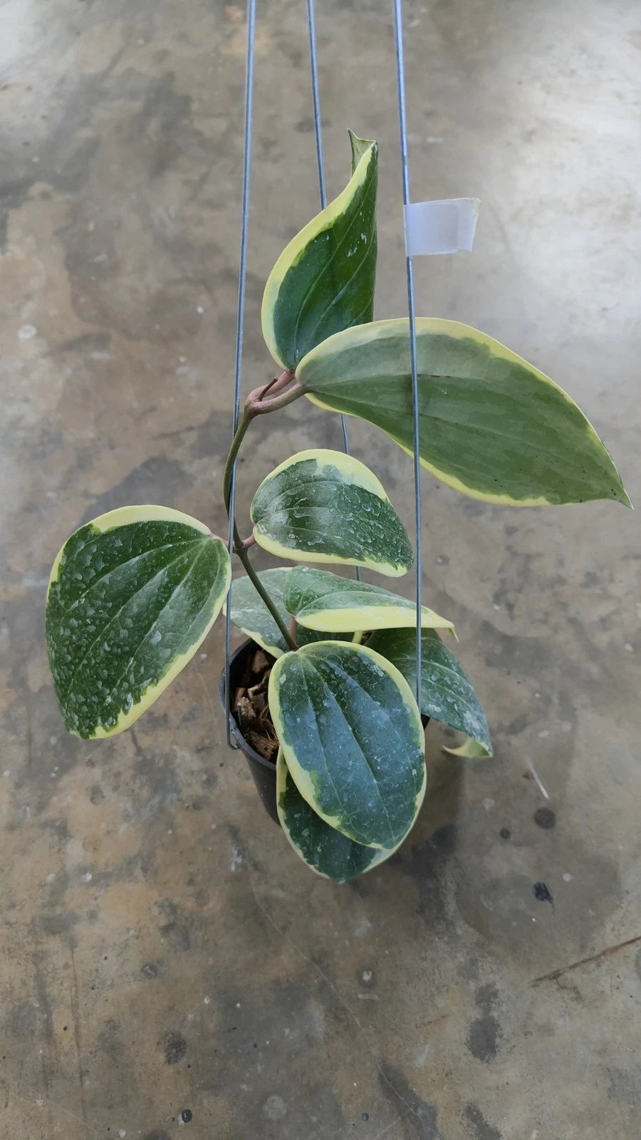 Hoya Latifolia Round Leaf Albomarginata (Wax Plant) – Rare Epiphytic Tropical Vine with Rounded Variegated Foliage for Indoor & Outdoor Display