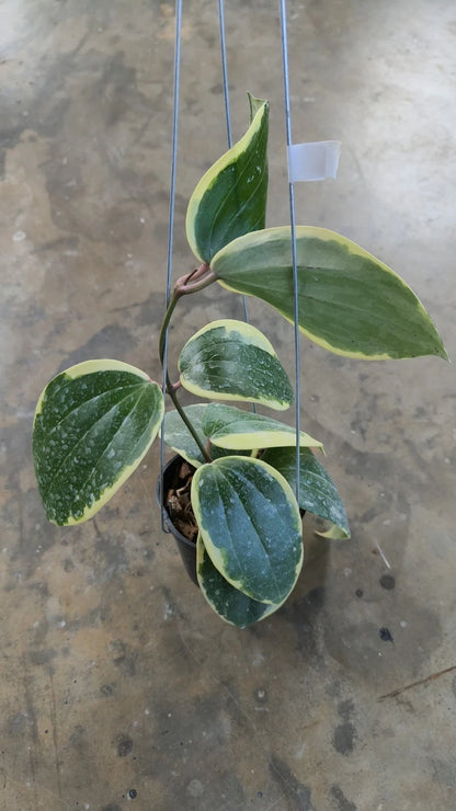 Hoya Latifolia Round Leaf Albomarginata (Wax Plant) – Rare Epiphytic Tropical Vine with Rounded Variegated Foliage for Indoor & Outdoor Display