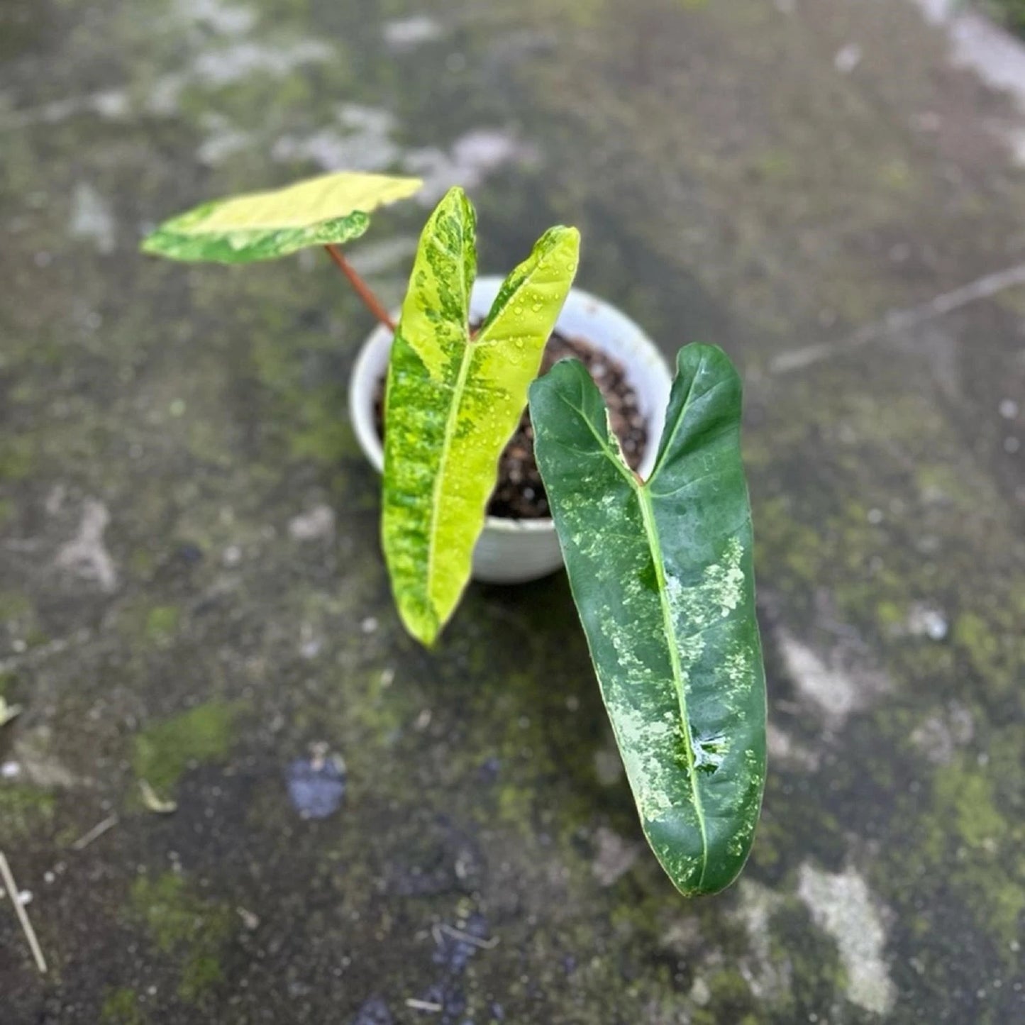 Philodendron billietiae 'Variegated' - Rare Collector's Aroid